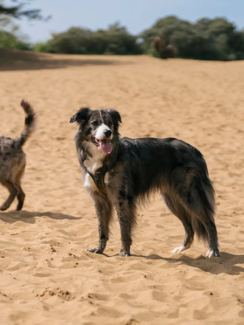 Two dogs stood on a sandy beach.